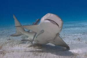 Lemon Shark, Bahamas